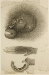 Egy orangután feje és kezei, 1818-30 körül (ceruza és akvarell papíron)