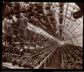 Orchideák egy üvegházban a Helen Gould birtokon (késői Jay Gould rezidencia) Tarrytownban, New Yorkban, 1894 (ezüst zselatin nyomat)
