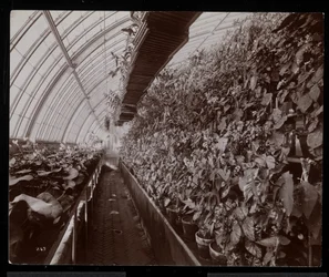Orchideák egy üvegházban a Helen Gould birtokán (a néhai Jay Gould rezidenciája) Tarrytownban, New York, 1894 (ezüst zselatinos nyomat)