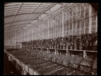 Növények egy üvegházban a Helen Gould birtokán (a néhai Jay Gould rezidencia) Tarrytownban, New York, 1894 (ezüst zselatinos nyomat)