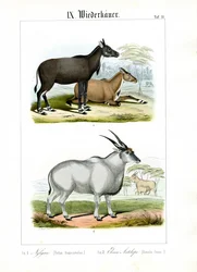 Nilgai és Eland antilopok