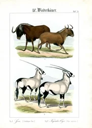 Gnú és Gemsbok