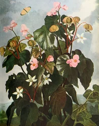 „Oblique-leaved Begonia”, 1800, 1948.