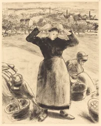Burgonyagyűjtés Burgonyaszüret, 1886.