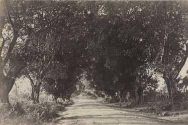 A Banyan Trees sugárútja, Sheringham, India