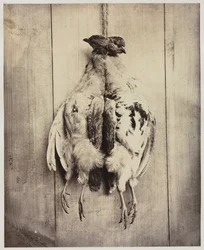 Partridges recto, L.D. Campbell sírja verso, c. 1861.