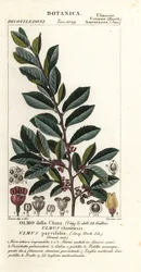 Kínai szil vagy csipkeszil, Ulmus parvifolia, Ulmus chinensis, Olmo della China