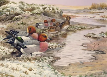 Hajnal a mosdókon - Wigeon