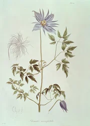 Clematis macropetala, az "Icones Plantarum Floram Rossicam" 1829-ből