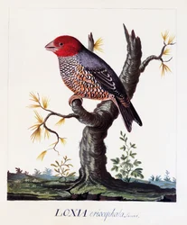 Loxia erythrocephala (Amadina erythrocephala), Red-headed Finch, watercolour