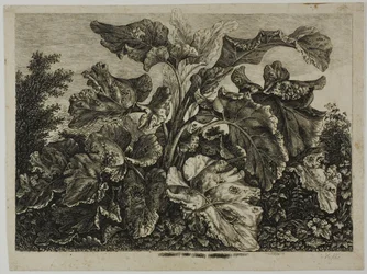 Növényi lap