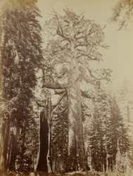 Grizzly óriás, Mariposa Grove
