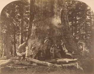 Grisly Giant szakasza, Mariposa Grove, 1861.