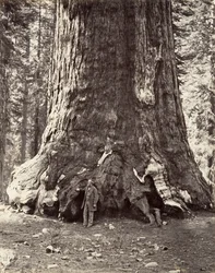 A Grizzly Giant metszete, 101 láb kerülete, 1865-66, nyomtatva kb. 1876.