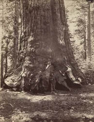 A Grizzly Giant szakasza Galen Clarkkal, Mariposa Grove, Yosemite, 1865-66, nyomtatva kb. 1876.