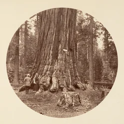 Az erdő büszkesége - Calaveras Grove, kb. 1878.