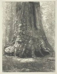 Carleton Watkins "Galen Clark a grizzly óriás előtt" című művének másolata.