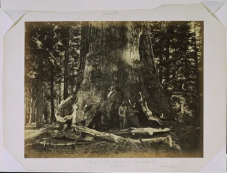 [A „Grizzly Giant” törzsének egy része Clarkkal - Mariposa Grove - 33 láb átmérő]