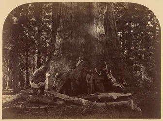 A Grizzly Giant metszete, Mariposa Grove, 33 láb átmérő