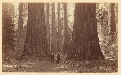 A három grácia, Calaveras Grove