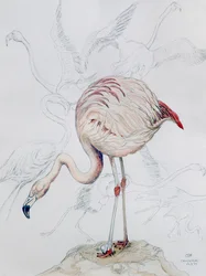 Flamingo (ceruza és WC papíron)