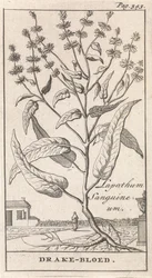 Drakenbloed Drake-vérű (cím a tárgyon)