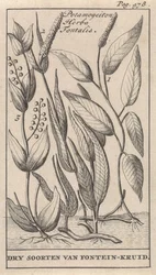 Háromféle tavifű Potamogeton Herba Fontalis / Dry Species of Fountain Herb (cím a tárgyon)