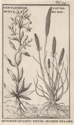 Kis ezerjófű és egérfarok. Centaurium Minus. Cauda Muris. Kis ezerjófű. Egérfarok (cím a tárgyon)