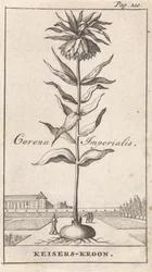 császári korona Corona Imperialis / Imperial Crown (cím a tárgyon)