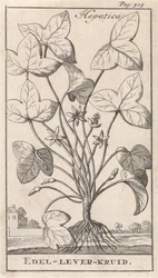 májfű Hepetica / Noble-Liver-Herb (cím a tárgyon)