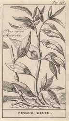 őszibarack fűszer Persicaria Maculosa / Peach Herb (cím a tárgyon)