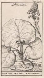 Petasites