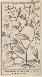 tavaszi gyógynövény Noli me tangere, Herba Impatiens / Kruidje nem kavar. Tavaszi gyógynövény (cím a tárgyon)