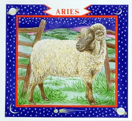 Kos (wc papíron)