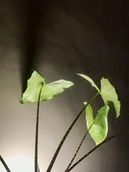Összetétel - Plant, 2021 (fénykép)