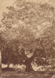 V. Károly császár diófája, Yuste, 1858.