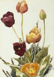 Tulipánok, 1933