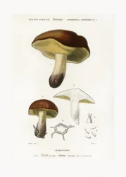 Gomba (Boletus circinans)