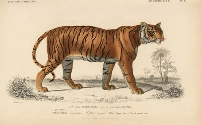 Királytigris, Charles D