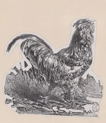A kakas, kb. 1853.