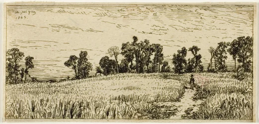Búzamező