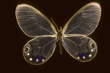 Cithaerias esmeralda/Esmeralda