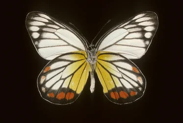 Delias hyparete/Férfi