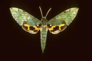 Euchloron megaera/Szfinxzöld