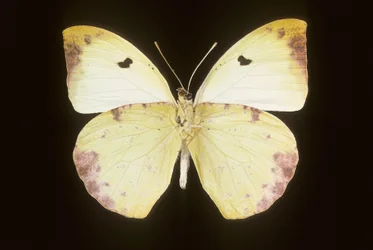 Gideona Lucasi