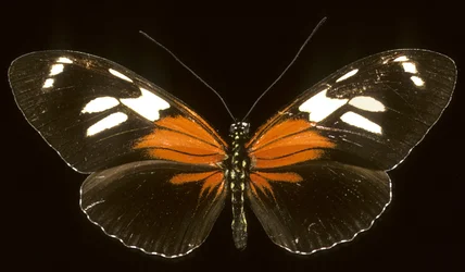 Heliconius burneyi catherina/Heliconie