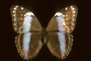 Morpho Achilles/Nő