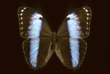 Morpho Achilles/Hím