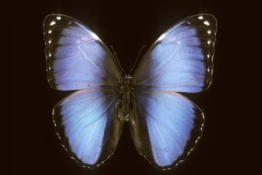 Morpho vitrea