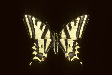 Papilio alexanor / Alexanor